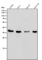 Anti-EpCAM/Trop1 Rabbit Monoclonal Antibody
